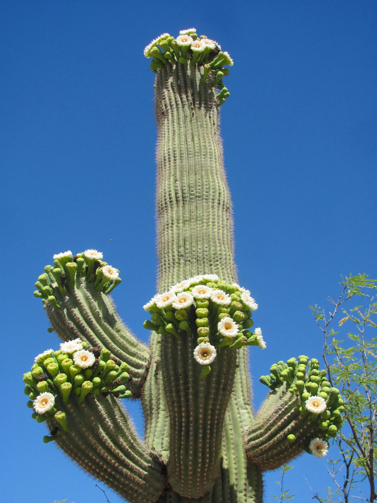 Multiple blooms